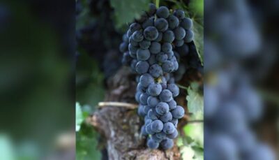 Guided Winery Tour with Wine Tasting