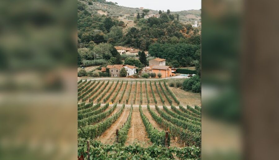 Lucca: Guided Winery Tour with Wine Tasting - Getting to Tenuta Adamo From Lucca: Simple Directions, Realistic Plan