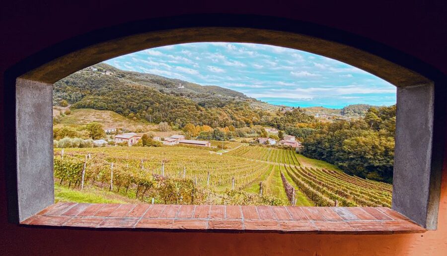 Lucca: Guided Winery Tour with Wine Tasting - Price and Value: What $29 Buys You in the Real World