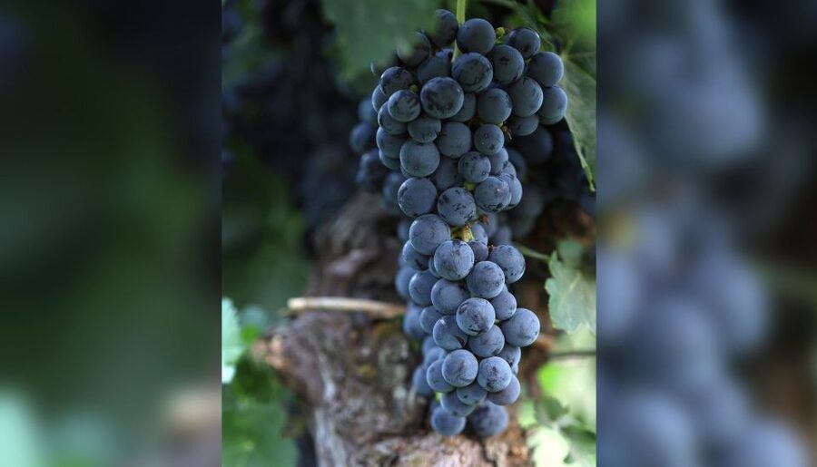 Lucca: Guided Winery Tour with Wine Tasting - Walking the Vineyard and Olive Trees Without the Big Production