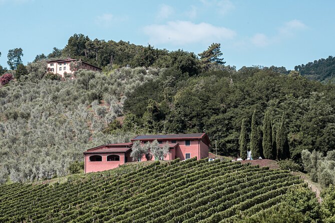 Lucca: Wine Tasting Experience - Tenuta Adamo Winery - The People Matter: Guides Like Antonio and Lisa