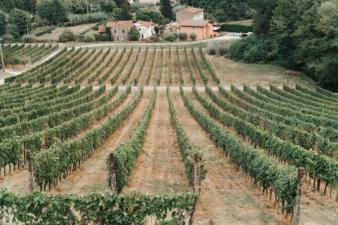 Lucca: Wine Tasting Experience - Tenuta Adamo Winery - Getting There From Lucca: Buses, Taxis, and the Steep Road Reality