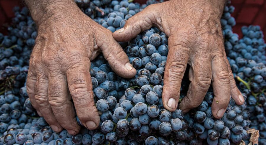 Montalcino: Brunello Wine Tasting & Lunch in a Tuscan Castle - The guided tasting of 3 wines: how to taste with less guessing