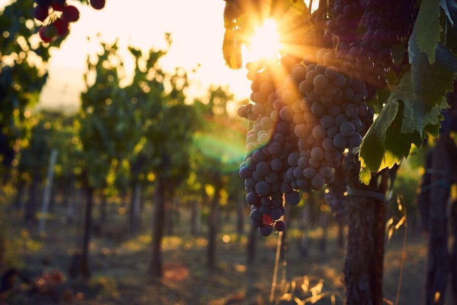 Montalcino: Brunello Wine Tasting & Lunch in a Tuscan Castle - Price and value at $69 per person