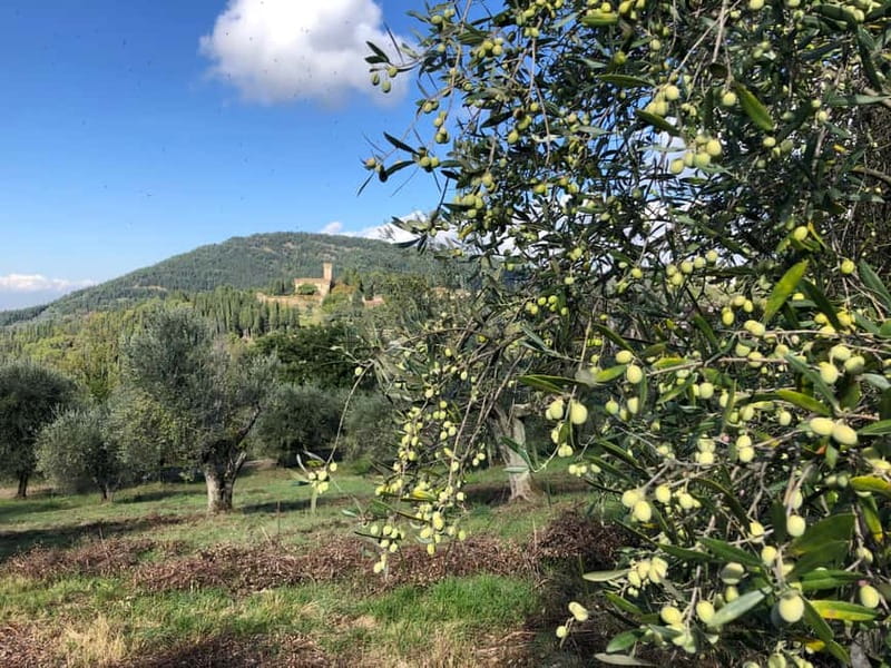 Private Hiking Florence Tour with Wine and Lunch or semi-pri - Why this Florence hills hike feels more local than city sightseeing