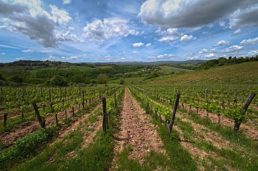 Siena: Educational Wine Tour & Tasting - Should you book this organic wine tour near Siena?