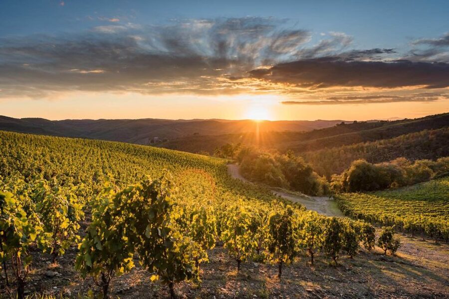 Total Immersion Wine Tour in Chianti - Inside the Cellar: Harvest Choices, Fermentation, and Aging