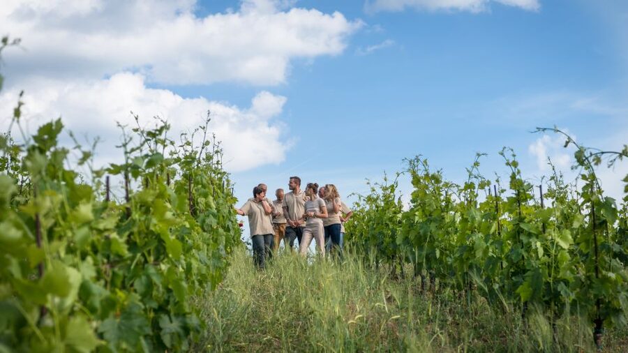 Total Immersion Wine Tour in Chianti - The Tasting Room: Five Estate Wines Plus a Mini Course