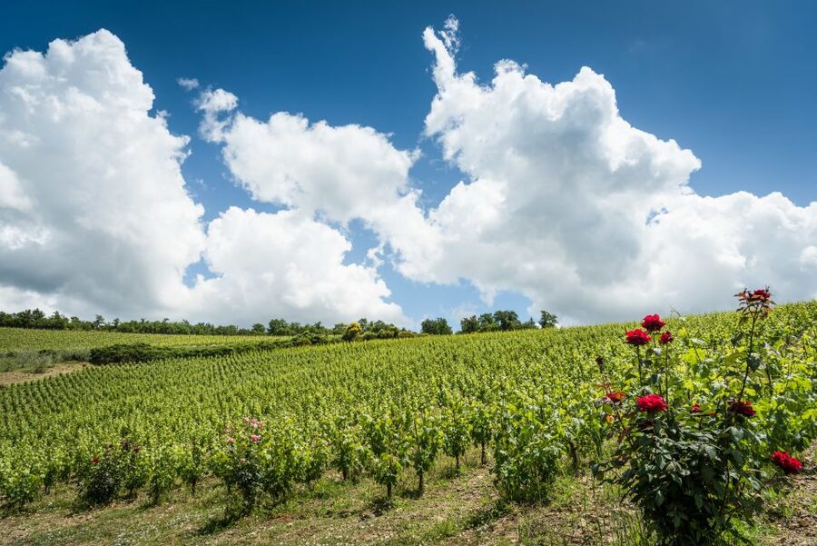 Total Immersion Wine Tour in Chianti - Price and Value for a 2-Hour Chianti Classico Experience
