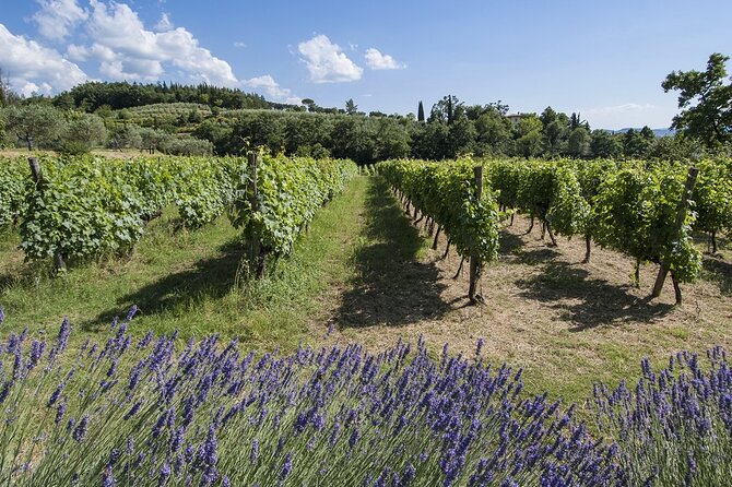 Tour through the vineyards and wine and olive oil tasting in Tuscany - The tasting itself: 4 wines with meats, cheese, and Tuscan bread
