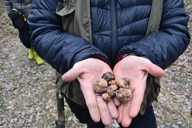 Truffle Hunting Experience with Lunch in San Miniato - Pacing, comfort, and who should choose this day