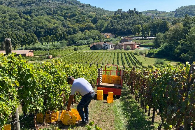 Tuscan Wine Tour in Lucca by van - Price and Value for a 180.27 Wine Day from Lucca